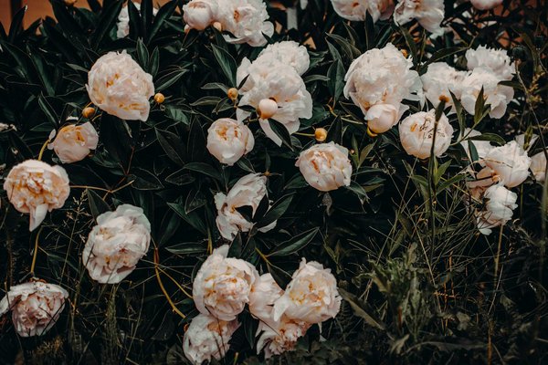 Peintre en bâtiment à albi - artisan peintre albigeois professionnel pour vos rénovations