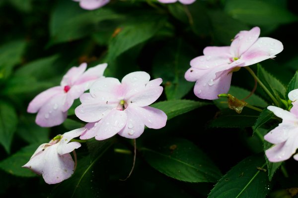 Tarif de taille d'une haie : demandez un devis avant d'engager un artisan