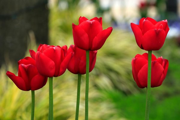 Quels légumes perpétuels sont les plus adaptés à un petit jardin?