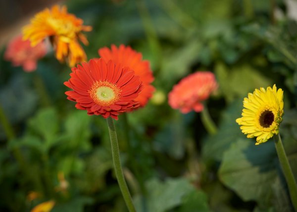 Aménager un jardin : astuces et idées pour réussir